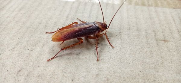 Roach Fumigation Service