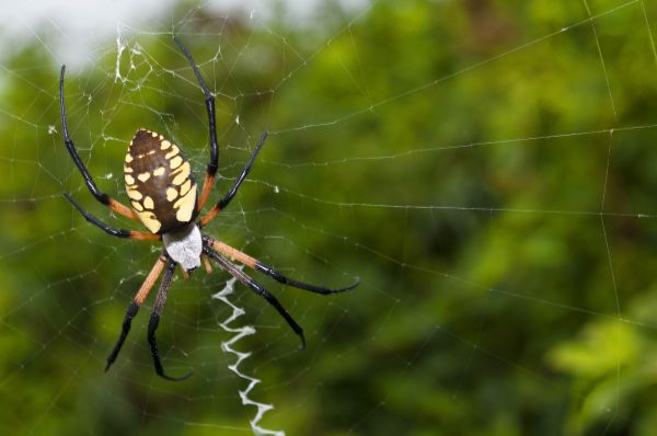Spider Fumigation Service
