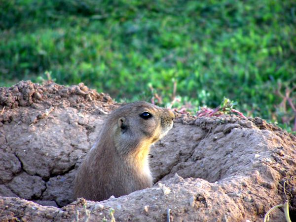 Rodent Fumigation Service