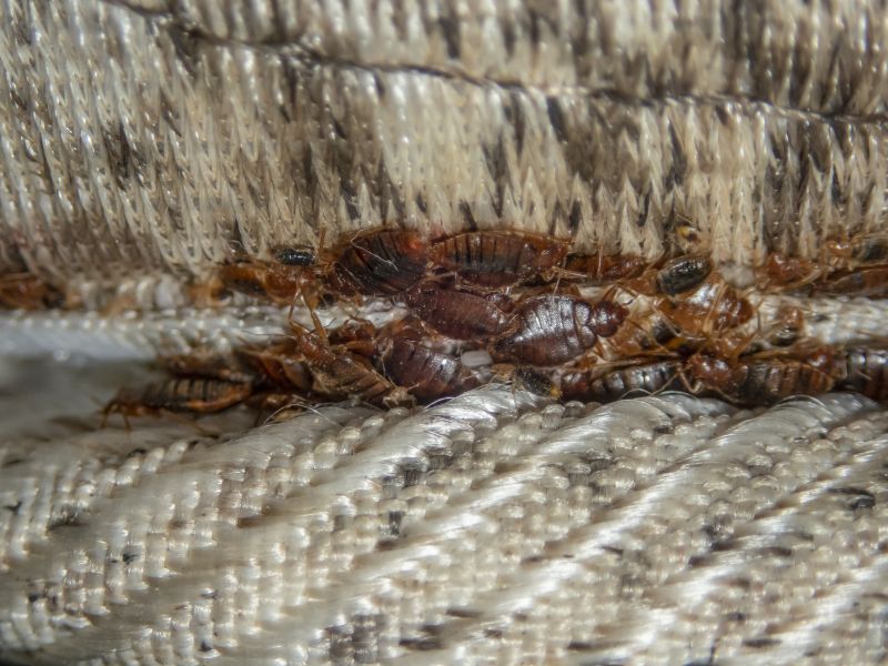 The Health And Sleep Impacts Of Bed Bug Infestations